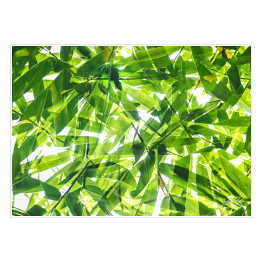 Zielony bambusowy liść na białym tle