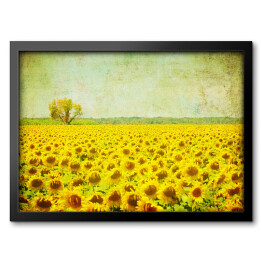 Obraz pola słoneczników