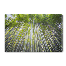Piękny bambusowy las w Kyoto, Japonia