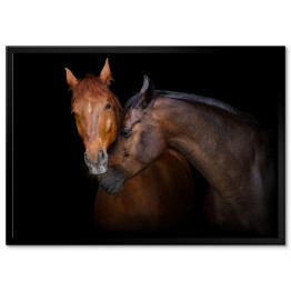 Dwa brązowe konie - portret na czarnym tle