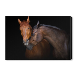 Dwa brązowe konie - portret na czarnym tle