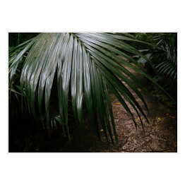 Dżungla Ishigakijima - zielona roślinność