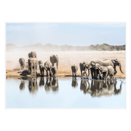 Wielka rodzina afrykańskich słoni przy wodopoju, Afryka