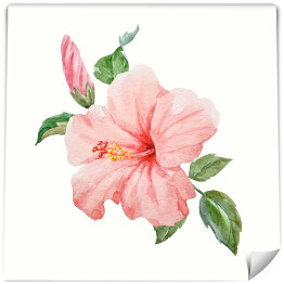 Tropikalny kwiat hibiskusa