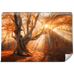 Magiczne stare drzewo z promieniami słońca o poranku. Niesamowity las we mgle. Kolorowy krajobraz z mglistym lasem, złotym słońcem, czerwonymi liśćmi o wschodzie słońca. Bajkowy las jesienią. Jesienny las. Zaczarowane drzewo