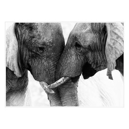 Dwa słonie dotykające się trąbami