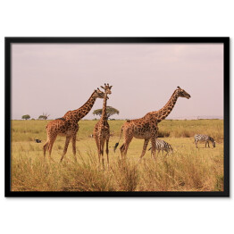 Kenia - żyrafy w naturalnym środowisku