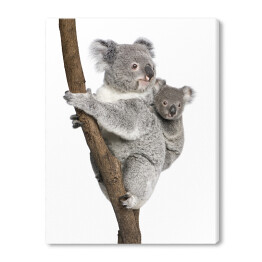 Koala wspinający się na drzewo