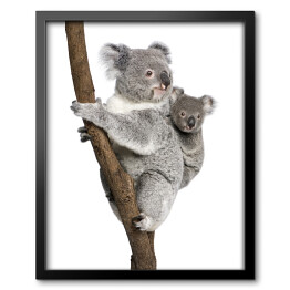 Koala wspinający się na drzewo