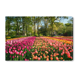 Kwitnące tulipany w ogrodzie, Holandia