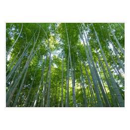 Góra Kyoto, Japonia - bambusowy las