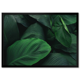 Duże, ciemne, tropikalne, ciemnozielone liście