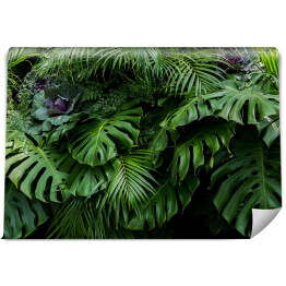 Zielone tropikalne liście Monstera, paproć, i palmowe fronty las deszczowy foliage roślina krzew kwiatowy układ na ciemnym tle, naturalny liść tekstury natury tło.