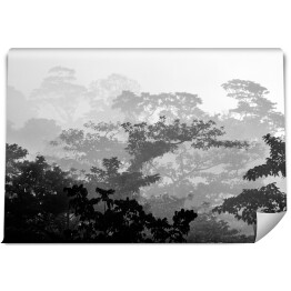 Tropikalny las deszczowy w odcieniach koloru szarego