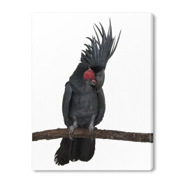 Czarny ptak kakadu na gałęzi