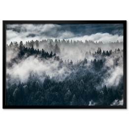 Ciemne sylwetki wiecznie zielonych drzew pod gęstą mgłą
