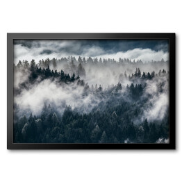 Ciemne sylwetki wiecznie zielonych drzew pod gęstą mgłą