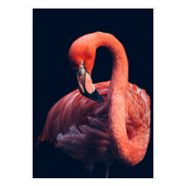 Zbliżenie na flaminga