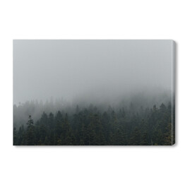 Niejednolity las miejscowo pokryty mgłą