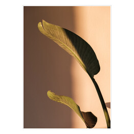 Liść palmowy piękne cienie na ścianie. Kreatywna, minimalna, stylizowana koncepcja dla blogerów.