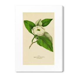Magnolia sina - roślinność na rycinach