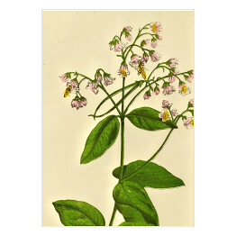 Apocynum androsaemifolium - ryciny botaniczne
