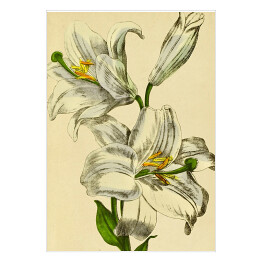 Lilia biała - ryciny botaniczne