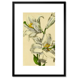 Lilia biała - roślinność na rycinach