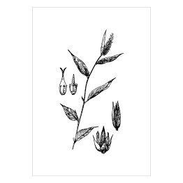 False chaff flower - czarno białe ryciny botaniczne