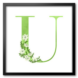 Roślinny alfabet - litera U jak ubiorek wieczniezielony