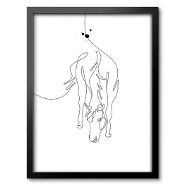 Zarys konia - białe konie