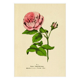 Róża stulistna - ryciny botaniczne