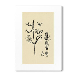 Achyranthes aspera - ryciny z roślinnością