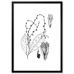 Petiveria alliacea - czarno białe ryciny botaniczne