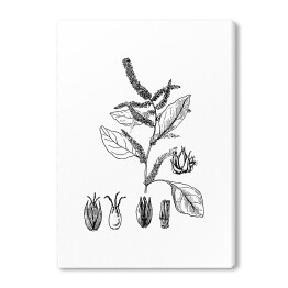 Czerwony szpinak - czarno białe ryciny botaniczne