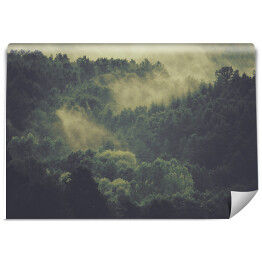 Mroczna mgła nad lasem w Decollatura