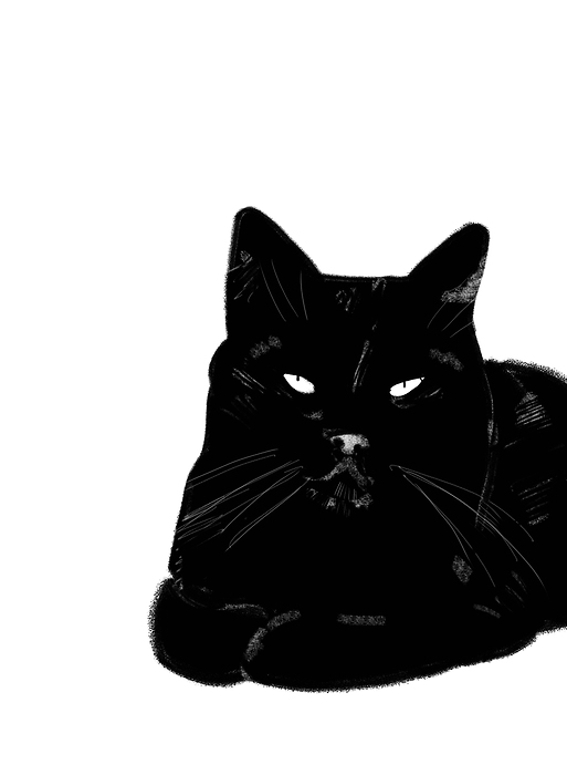 obrazy czarnych kotów