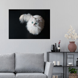 Plakat samoprzylepny Puszysty słodki zwierzak domowy z jasnozielonymi oczami