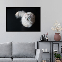 Plakat w ramie Puszysty słodki zwierzak domowy z jasnozielonymi oczami