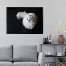 Obraz w ramie Puszysty słodki zwierzak domowy z jasnozielonymi oczami