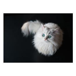 Plakat samoprzylepny Puszysty słodki zwierzak domowy z jasnozielonymi oczami