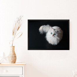 Obraz w ramie Puszysty słodki zwierzak domowy z jasnozielonymi oczami