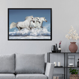Obraz w ramie Stado białych koni biegnących galopem brzegiem oceanu