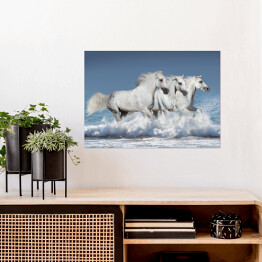 Plakat Stado białych koni biegnących galopem brzegiem oceanu
