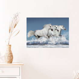 Plakat Stado białych koni biegnących galopem brzegiem oceanu