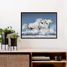 Plakat w ramie Stado białych koni biegnących galopem brzegiem oceanu