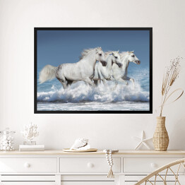 Obraz w ramie Stado białych koni biegnących galopem brzegiem oceanu