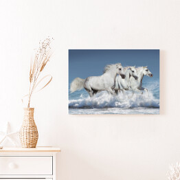 Obraz na płótnie Stado białych koni biegnących galopem brzegiem oceanu