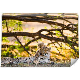 Rzodzina gepardów, Tanzania