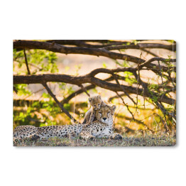 Obraz na płótnie Rzodzina gepardów, Tanzania